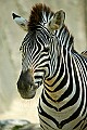 DSC1368 zebra.jpg