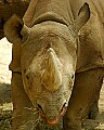 DSC1389 black rhino.jpg