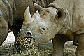 DSC1398 black rhino.jpg