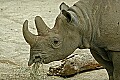 DSC1404 black rhino.jpg