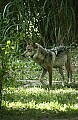 DSC_1961 mexican wolf.jpg