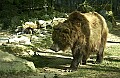 DSC_1974 grizzly bear.jpg