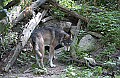 DSC_1981 timber wolf.jpg