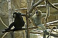 DSC_2002 white cheeked gibbons - apes.jpg