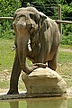 DSC_2358 asian elephant.jpg