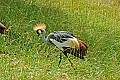DSC_2376 crowned crane.jpg