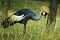 DSC_2380 crowned crane.jpg