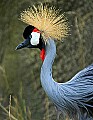 DSC_2401 east african crowned crane.jpg