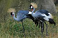 DSC_2406 african crowned crane.jpg