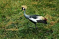 DSC_2420 african crowned crane.jpg