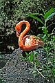 DSC_2438 flamingo on nest.jpg