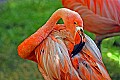 DSC_2456 flamingo.jpg