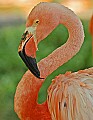 DSC_2457 flamingo vert.jpg