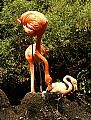 DSC_2458 american flamingo on nest with egg.jpg