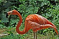 DSC_2507 flamingo.jpg