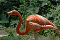 DSC_2507 pink flamingo.jpg