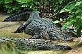 DSC_2518 alligator.jpg