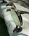 DSC_2523 humboldt penguin.jpg