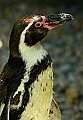 DSC_2529 humboldt penguin.jpg