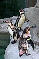 DSC_2530 Humbolt Penguins.jpg