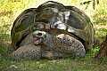 DSC_2535 Aldabra tortoise.jpg