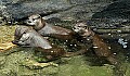 DSC_2606 river otters.jpg