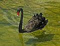 DSC_2629 black swan.jpg