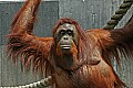 DSC_2686 orangutan.jpg