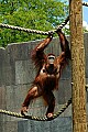 DSC_2689 orangutan.jpg