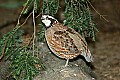DSC_2816 male bobwhite quail.jpg