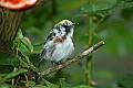 DSC_2838 chestnut sided warbler.jpg