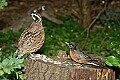 DSC_2855 bobwhite quail and robin.jpg