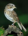 DSC_2934 lincoln's sparrow.jpg