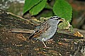 DSC_2937 male white crowned sparrow.jpg