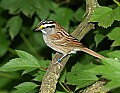 DSC_3012 white throated sparrow.jpg