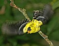 DSC_3016 goldfinch in flight.jpg