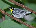 DSC_3026 yellow-throated warbler.jpg