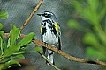 DSC_3029 yellow-rumped warbler.jpg