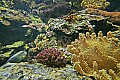 _MG_8447 reef animals.jpg