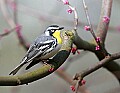 _MG_8492 yellow-throated warbler.jpg