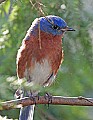 _MG_8508 male eastern bluebird.jpg
