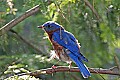 _MG_8515 molting eastern male bluebird.jpg