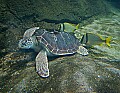 _MG_8575 sea turtle.jpg