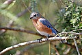 _MG_8591 female eastern bluebird.jpg