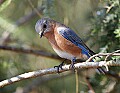 _MG_8601 female eastern bluebird.jpg