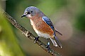 _MG_8607 female eastern bluebird.jpg