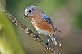 _MG_8609 female eastern bluebird.jpg