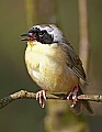 _MG_8684 common yellow throat warbler.jpg