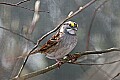 _MG_8826 white-thoated sparrow.jpg