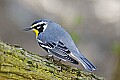 _MG_8920 yellow-throated warbler.jpg